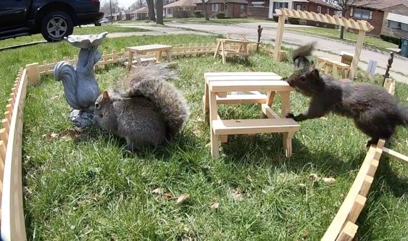 squirrel restaurant