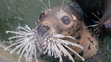 Photo of Animals Who Can Cheer You Up Better Than Any Comedian