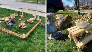 Photo of Man Uses Quarantine Time Creatively to Build a Tiny Restaurant for Squirrels & Birds in His Yard